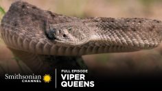 Viper Queens