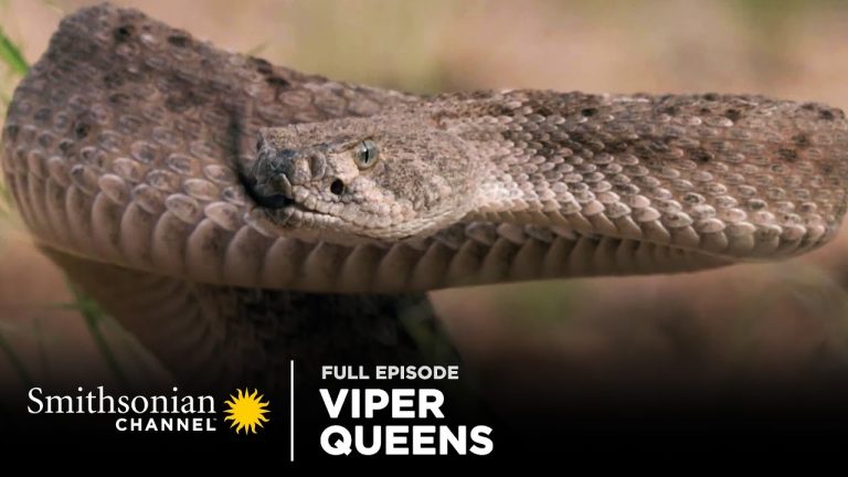 Viper Queens