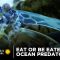 Eat Or Be Eaten: Ocean Predators