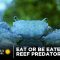 Eat Or Be Eaten: Reef Predators