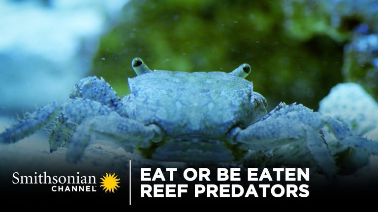 Eat Or Be Eaten: Reef Predators