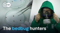 Europes fight against blood-sucking bedbugs | DW Documentary