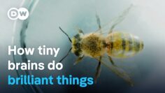 Smart insects – The astonishing intelligence of bumblebees, wasps & co. | DW Documentary