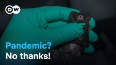 Tracking pandemics: Detecting new diseases early | DW Documentary