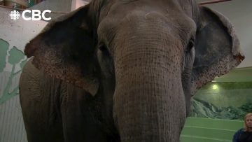 Lucy: The Stolen Lives of Elephants