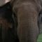 Lucy: The Stolen Lives of Elephants