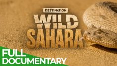 Destination Wild: The Sahara
