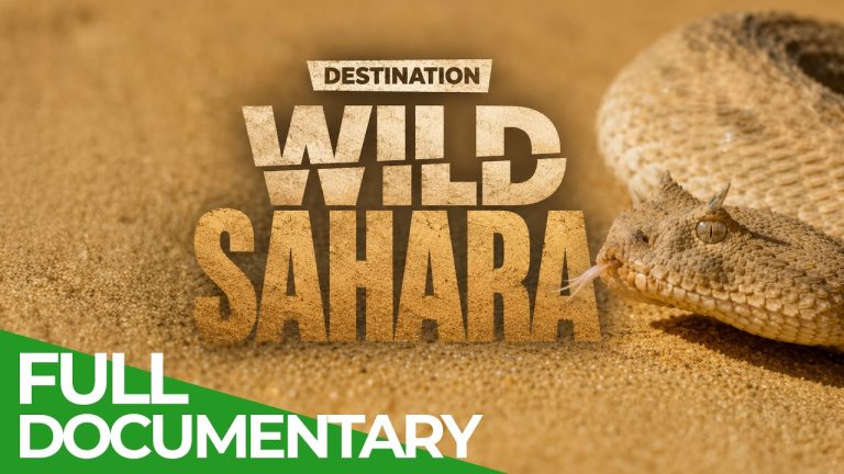 Destination Wild: The Sahara