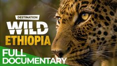 Destination Wild: Ethiopia – Animal Kingdom