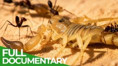 Extreme Nature: Earth’s Wildest Frontiers