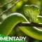 Deadly Bite: Nature’s Most Toxic Animals