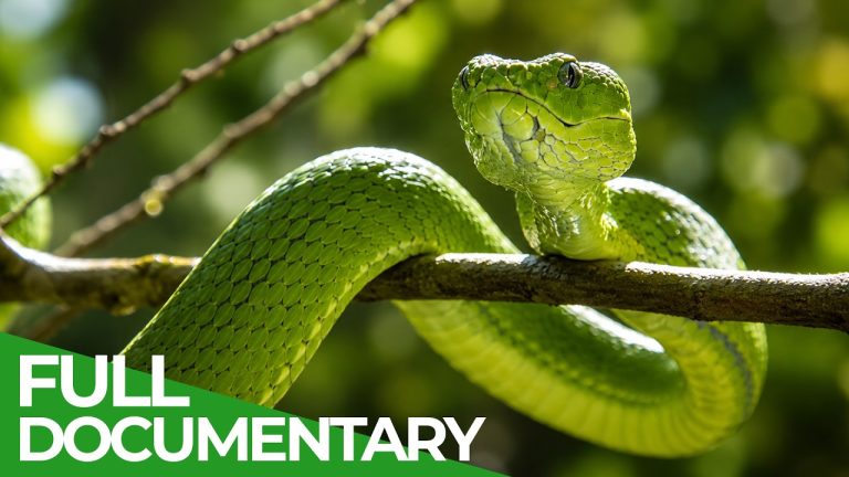 Deadly Bite: Nature's Most Toxic Animals