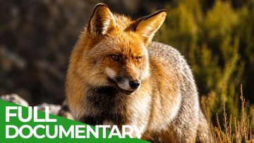 The Wild Heart Of Spain