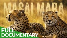 Masai Mara: African Wildlife Stories