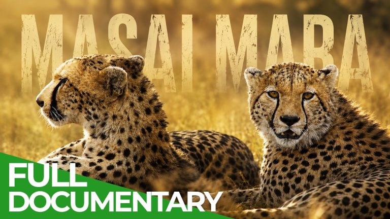 Masai Mara: African Wildlife Stories