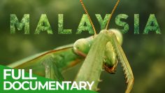 Wild Malaysia: Life on the Emerald Islands