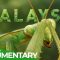 Wild Malaysia: Life on the Emerald Islands