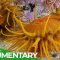 Africa’s Wildest Coast: Life At The Sweeping Edge