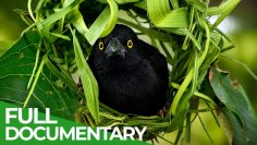 Nature’s Smartest Animals