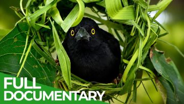 Nature’s Smartest Animals