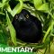 Nature’s Smartest Animals
