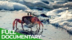 Wonder Shore: Africa’s Wild Paradise
