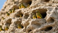 Nature’s Social Network