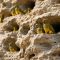 Nature’s Social Network