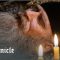 Who Really Killed Ivan The Terrible? Investigating Russia’s Most Brutal Tsar