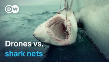 High-Tech Shark Deterrence – Australia’s New Strategy for Safe Beaches