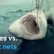 High-Tech Shark Deterrence – Australia’s New Strategy for Safe Beaches