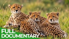 Our Nature: Call of the Wild