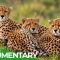 Our Nature: Call of the Wild