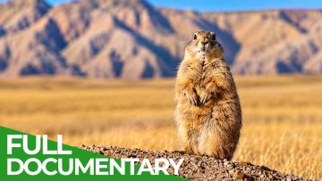 Prairie Dogs: Life in the Wild West
