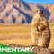 Prairie Dogs: Life in the Wild West