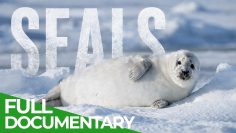 The Secret Life Of Seals