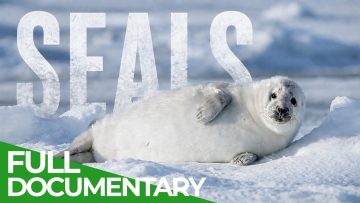 The Secret Life Of Seals