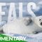 The Secret Life Of Seals